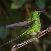 Black-tailed Trainbearer